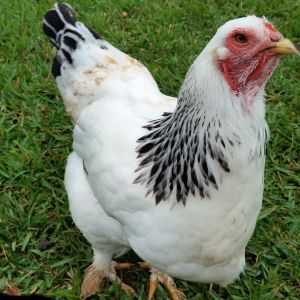 Light Brahma "Buffy" 28 weeks