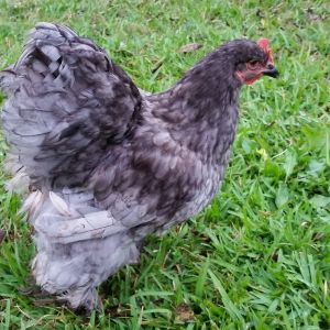 Blue Cochin "Cochi" 29 weeks