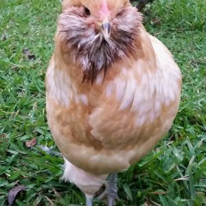 Easter Egger "Cyndi" 22 weeks