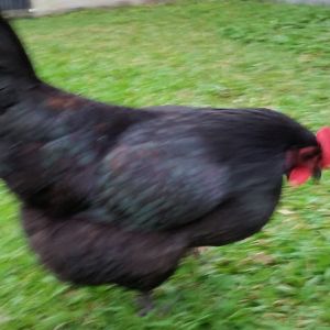 Black Australorp "Pearl" 33 weeks