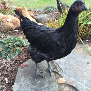Jersey Giant - Pullet 16 weeks "Dragonfire"