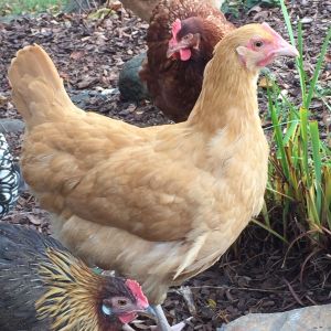 Buff Orpington - Pullet 16 weeks "Diamond"