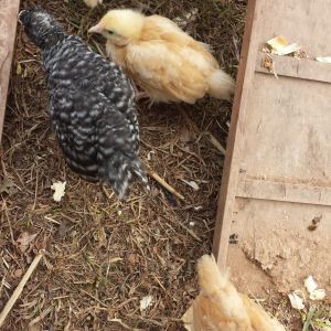 Our 3 orpington at 3 weeks old and our 5 week old sussex