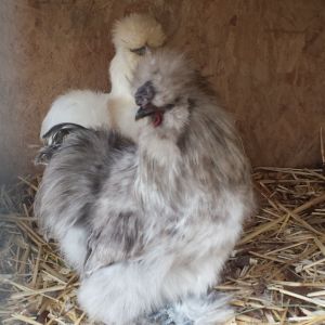 Our 6 month old silkie roo with his mom
