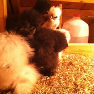 3 silkies and KnowMe