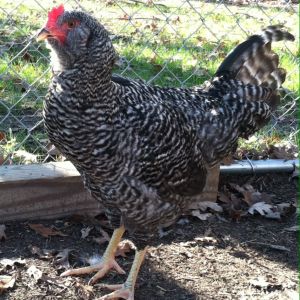 Diamond- Easter egger and Plymouth Rock mix