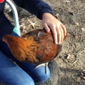 Pheasant- ameraucana.        Rest in peace ❤️