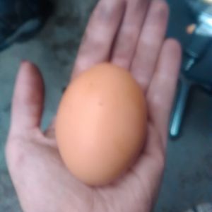 My extremely big egg