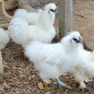 Love my Silkies! <3 
Prince Charming, Snow White, Emma, Arthur, and Merlin. :D
