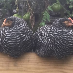 My barred rock girls.