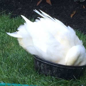 Ducks will do anything to take a bath.