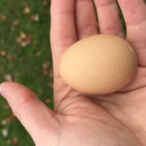 First egg!! Courtesy of Bling- our Golden Lace Wyandotte- age 23 weeks