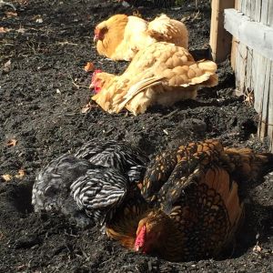 Dust baths in the mulch