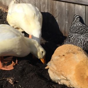 The ducks are jerks- they wait until the chickens have a good dust bath going, then root around in the loose dirt under them.