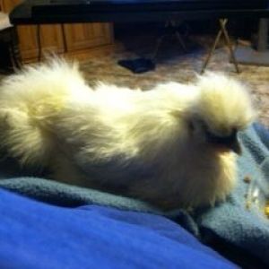 sick chicken, loves to be held to eat.