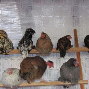 new perch for birdies