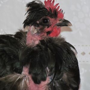 One of EE/NN very good layer