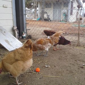All my pet chickens!