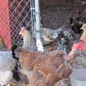 BlueLaced Red Wyandotte/NN calm layer of large eggs
