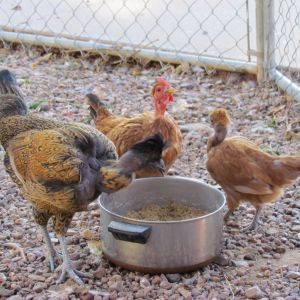 They like fermented ECV feed