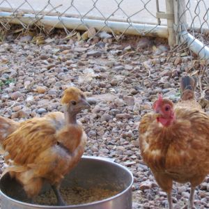 Latest pullet 2015 with best broody, Serama/NN mom