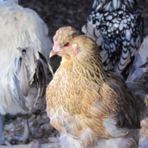 EE from CITY FARM  favorite of rooster