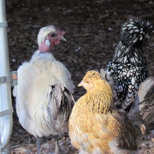 Only rooster with two hens