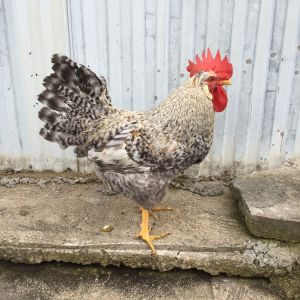 Second generation cockerel