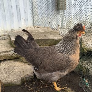 Second generation pullet