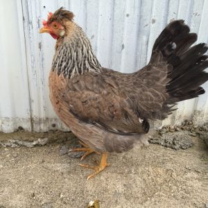 Second generation pullet