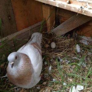 Cranberry the pigeon defending his nest of 1 pigeon egg and 2 quail eggs
