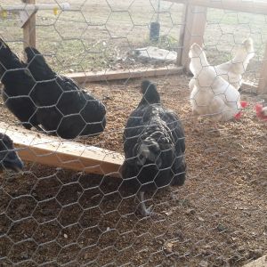 My Leghorns, Australorps, and Hmong rooster are enjoying some spent brewer's grain. A thoughtful home brewer gives me all his steeping grains after he brews his beer. I love the price (free!) and my chickens love the taste.