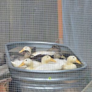 Eight ducks in a tub