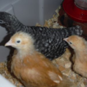 Sussex-Snow White
Orpingtons-Anna/Elsa