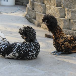 Silver and Golden Polish hens