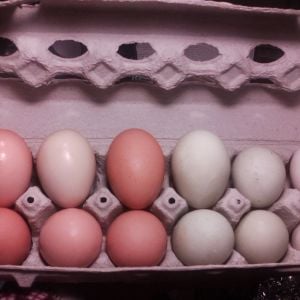 The six on the right are duck eggs.  Left side is Cinnamon, the round ones are from Little Pea (is that why they are round?) and the white ones are from Thunder.  The six on the left are hen eggs.