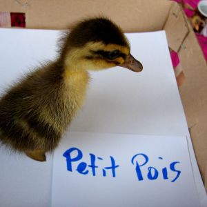 This is Little Pea when she was one day old.