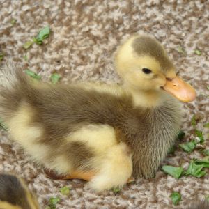 Indigo as a baby.  Wouldn't he make a great model for a plastic duckling?