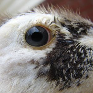 Indigo as his feathers were coming in.  Beautiful blue eyes!