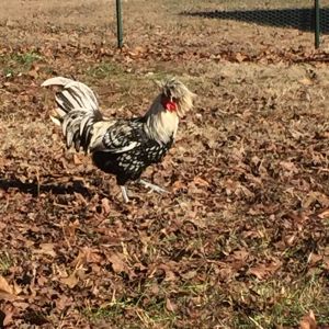 I love this guy! i'm looking to get some more fancy chickens in the spring, maybe someone can lead me in the right direction.