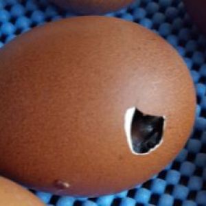 12/12/2015 FCBM hatch