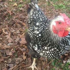 9 year old Silver Laced Wyandotte hen, Hazel.  Very sweet and a little silly.