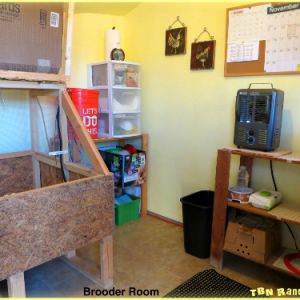 Brooder Shed