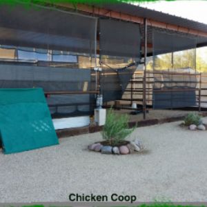 The Chicken Coop