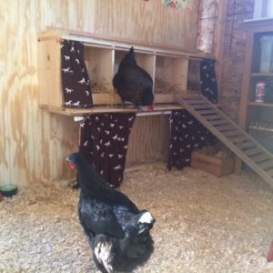 The coop!
