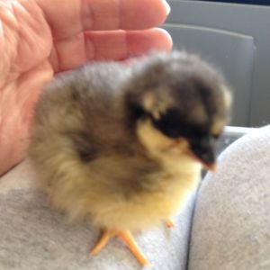 2 day old original import chick