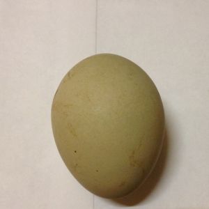 A first Isbar pullet egg, today, December 17!!!

It is a good size for a little pullet.