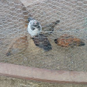Almost 3 months old and still have all 6 white and black came out as a rooster so we renamed him AA. They live their new home.
