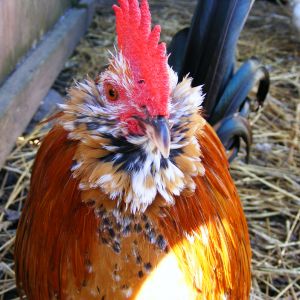 George - Mille Fleur D'Uccle