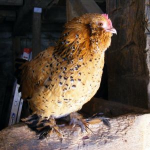 One of Georges' ladies